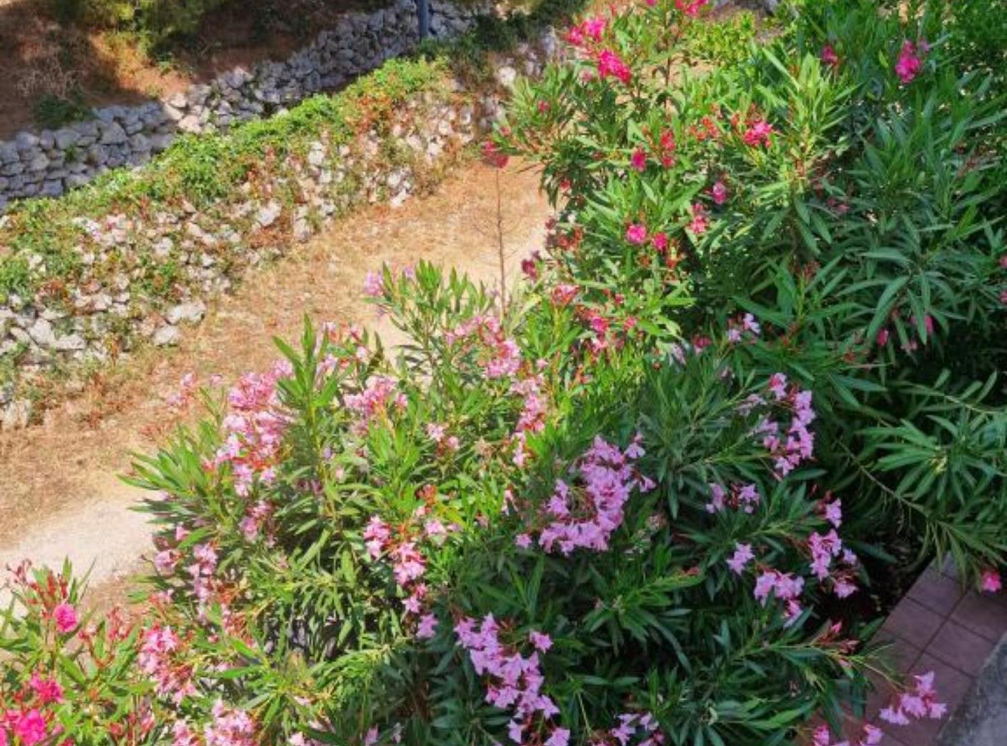 Pansion Belvedere Mali Losinj Bagian luar foto