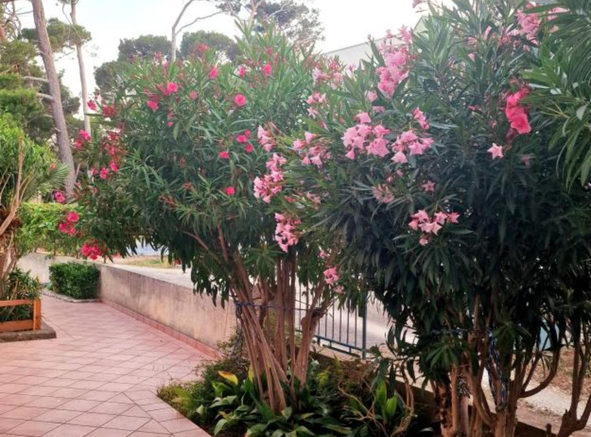 Pansion Belvedere Mali Losinj Bagian luar foto